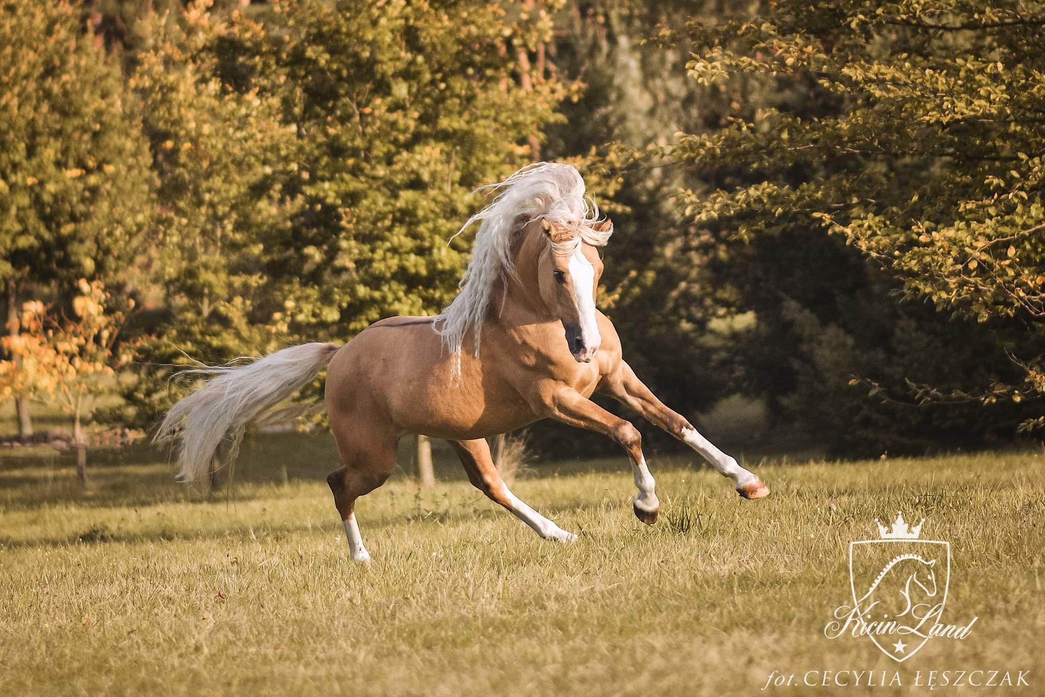 Cecylia Leszczak Fotografia